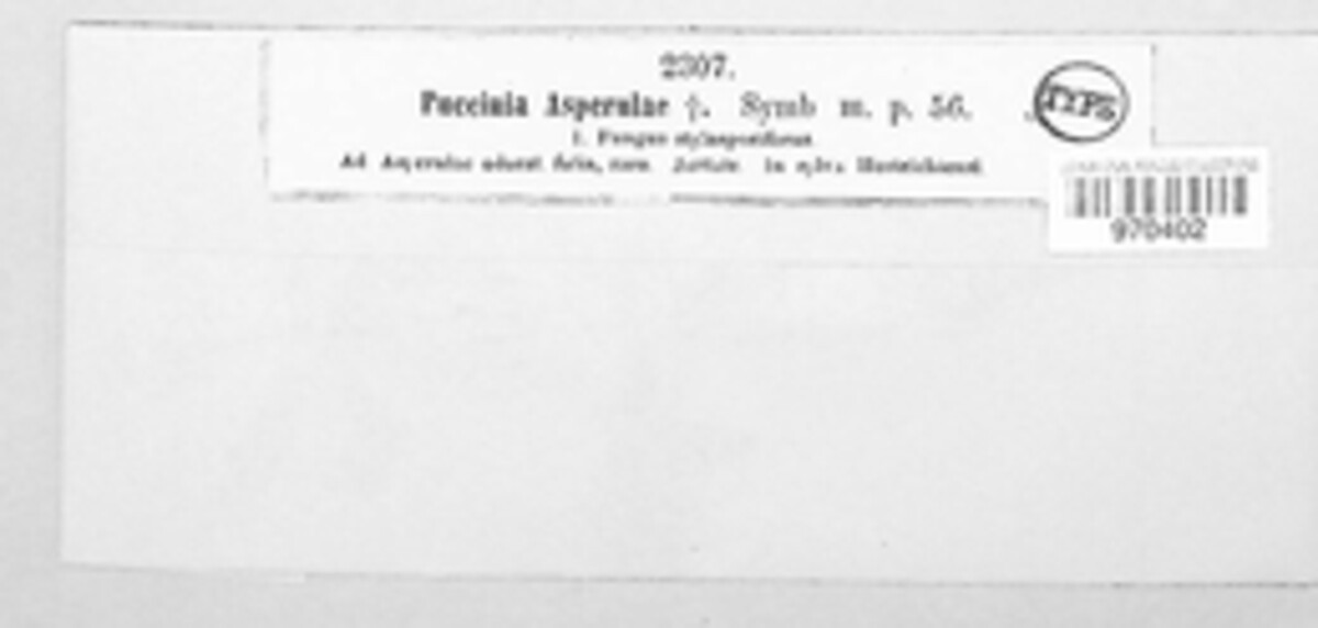Puccinia asperulae image